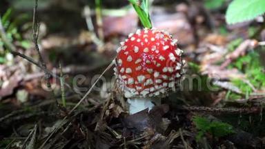 醒目的蘑菇，戴着红色的点缀帽子
